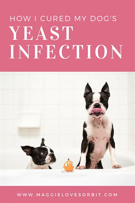 Systemic yeast infection in dogs means that there is an issue or imbalance in your dog's body that causes the yeast to overgrow. Treat my dog's yeast skin infection at home ...