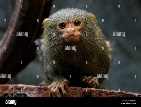 América Del Sur En Titíes Pigmeo Callithrix Pygmaea Cebuella Pygmaea