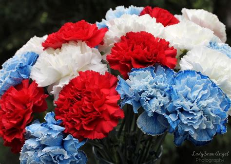 Red White And Blue Carnations Photography By Ladysnowangel Blue