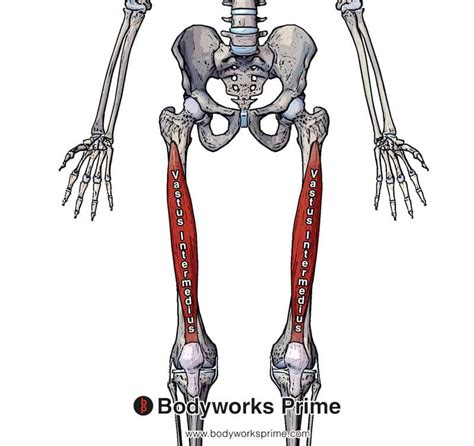 Vastus Intermedius Muscle Anatomy Bodyworks Prime