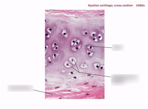 Hyaline Cartilage Cross Section 1000x Diagram Quizlet