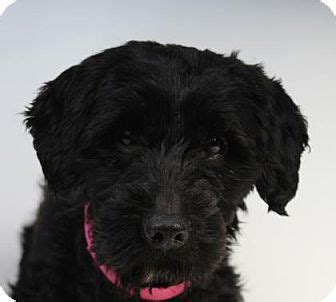 Cute great dane male and female. Colorado Springs, CO - Cocker Spaniel/Standard Poodle Mix ...