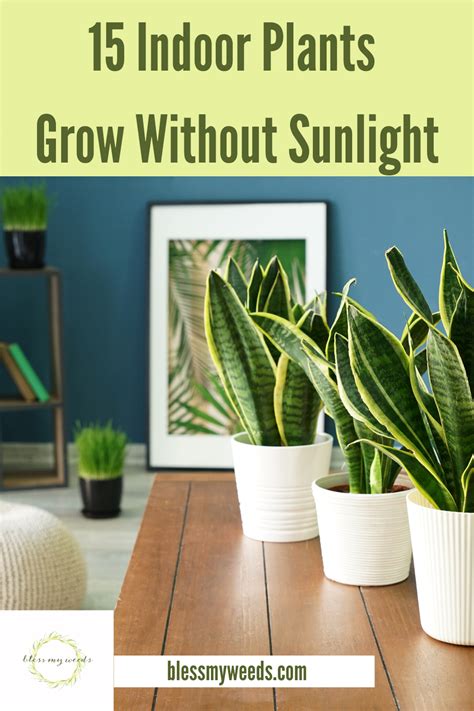 Luckily there are plants that grow without sunlight (requires bright indirect light) and you can grow them indoors. Plants That Grow Without Sunlight: Indoor - Garden ...