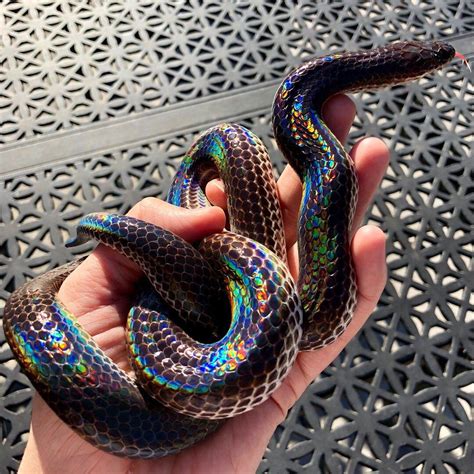 Beautiful Rainbow Snake Pics