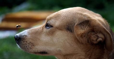 Comment Savoir Si Mon Chien Sest Fait Piquer Par Une Abeille