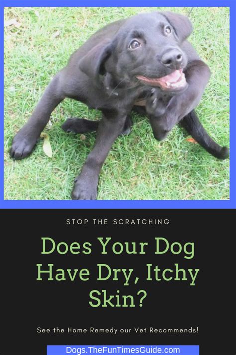 Natural Remedies For Dogs Dry Flaky Skin