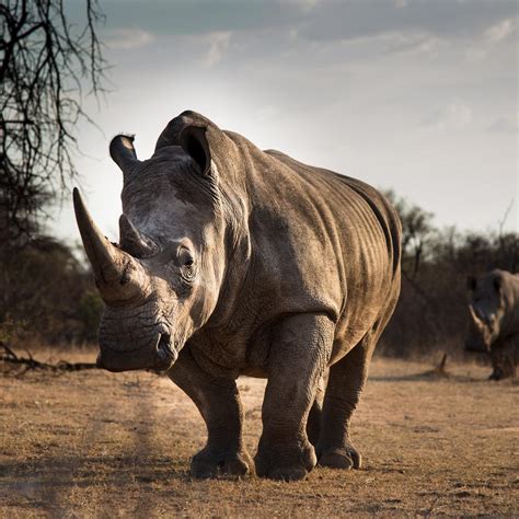 Black Rhinoceros Wallpapers Wallpaper Cave