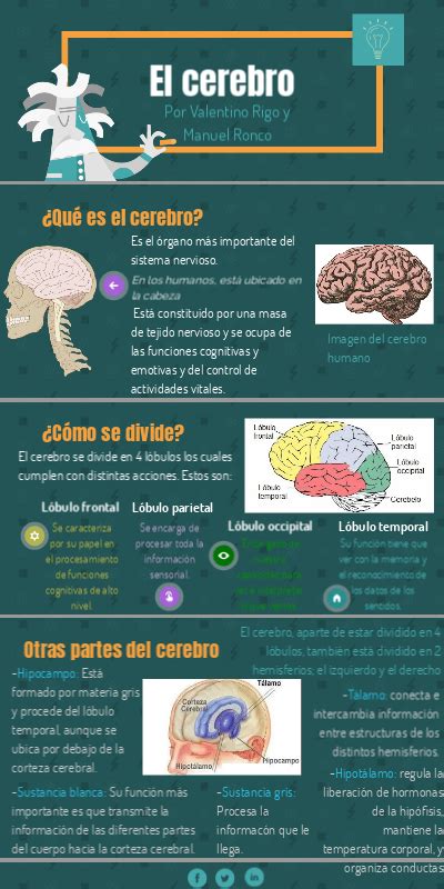 Infografía Del Cerebro