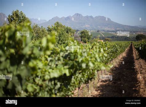 Cape Town Grape Wine Lands Of Stellenbosch Africa Stock Photo Alamy
