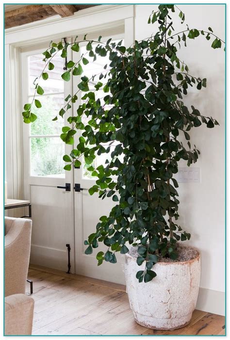 House Plants For Shady Rooms For Small Areas Some Partial Shade