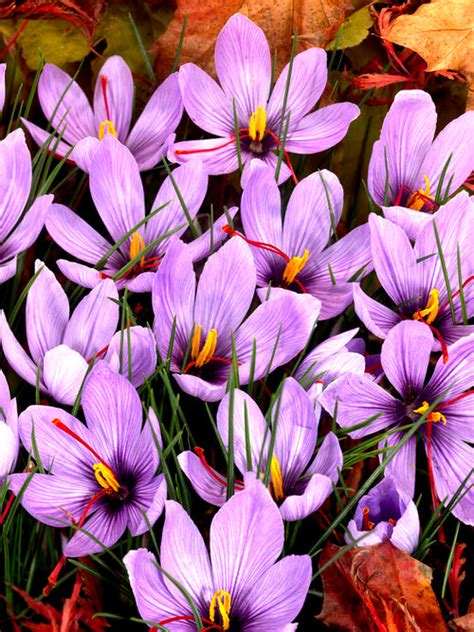 Wholesale Crocus Sativus Flower Bulbs Saffron Crocus