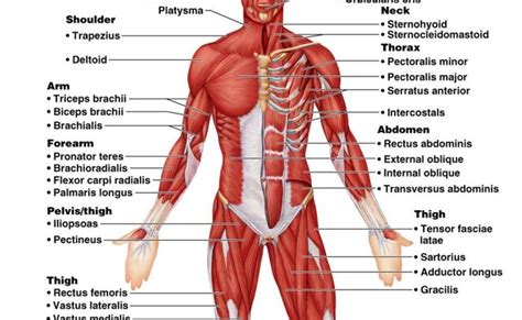 Diagram Of Muscles In Body Female Muscle Diagram And Definitions