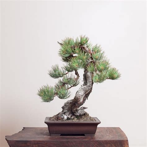 Ponderosa Pine No 15 In 2021 Indoor Bonsai Tree Bonsai Bonsai Tree