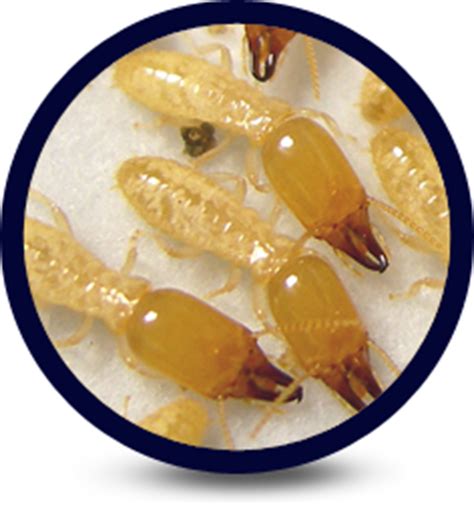 Arizona Pest Control Services ~ Specializing in Termite Treatment, Termite Warranty Treatment ...