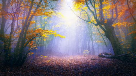 Magical Forest 4k Wallpapers Top Free Magical Forest