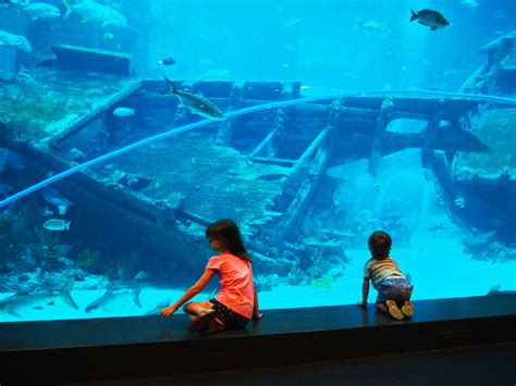 Sea Aquarium Singapore Review Busy City Kids Blog