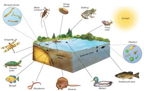 Figure 1629 Lake Ecosystem