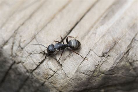 How To Identify And Get Rid Of Carpenter Ants