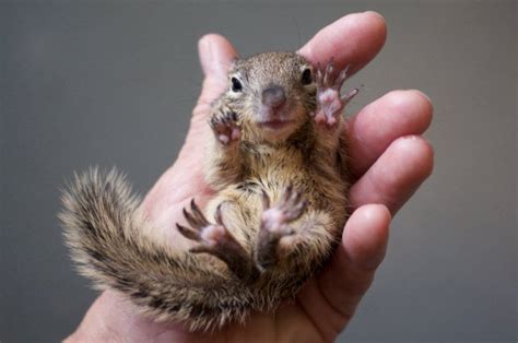 They glide using a furry membrane or patagium between their front and rear legs. Squirrels as Pets: A Really Bad Idea - VETzInsight - VIN