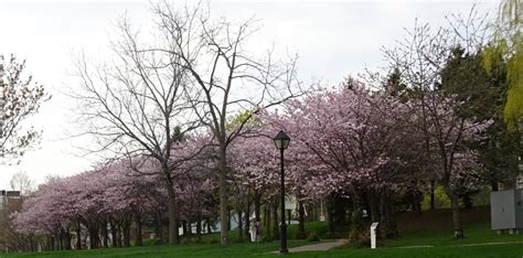 Cherry Blossom Trees In Spencer Smith Park Burst Into Bloom Winter Is