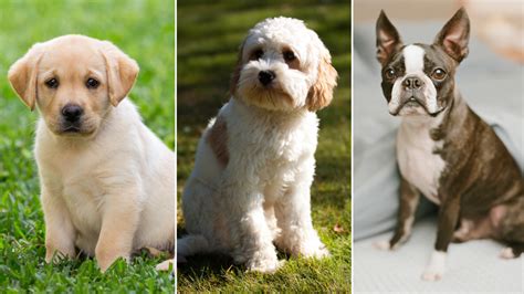 Top 10 Most Popular Dog Breeds In India 2023
