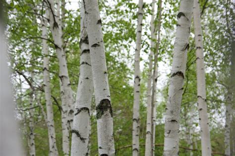 White Birch Trees Picography Free Photo
