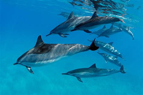 Playful Pod Of Dolphins Photograph By David Olsen