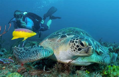 Biscayne National Park Private Snorkeling And Scuba Charters