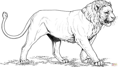 Asian Lion Coloring Page Free Printable Coloring Page