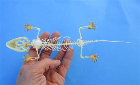 9 34 Inches Long Tokay Gecko Skeleton Gekko Gecko