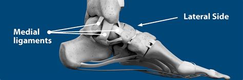 Ankle Anatomy Medial Anatomy Diagram Source