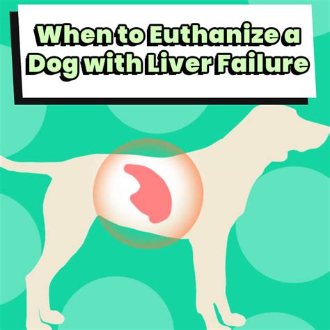 When To Euthanize A Dog With Liver Failure Dog Leash Pro