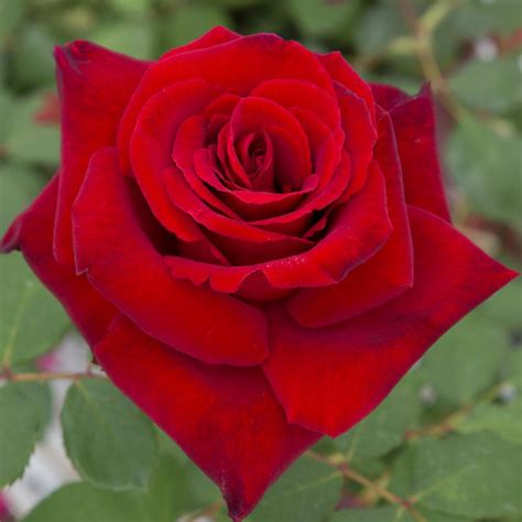 Последние твиты от marcel pagnol (@marcelpagnol). Rosier MARCEL PAGNOL ® Meisoyris, rosiers à grandes fleurs ...