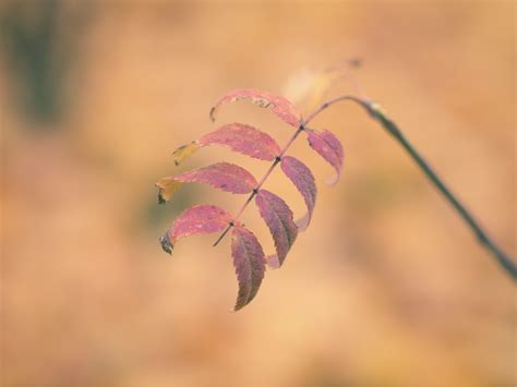 Free Images Tree Nature Branch Sunlight Leaf Fall Flower Petal