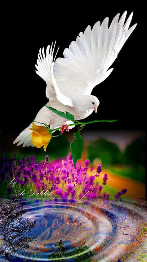 Pin By Ada Dalilah On Doves Art Creative Montage Beautiful Nature