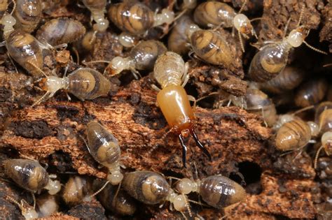 Termite Protection Pest Control Pinellas County Fl