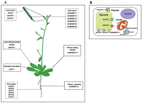 Plants Free Full Text Amino Acid Transporters In Plant Cells A Brief Review