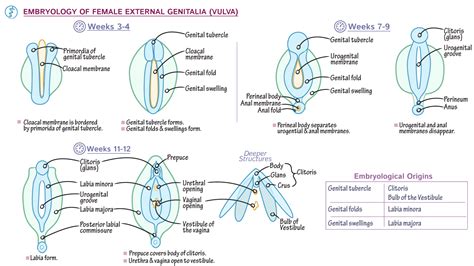 Embryology Of Female External Genitalia Vulva Diagram The Best Porn