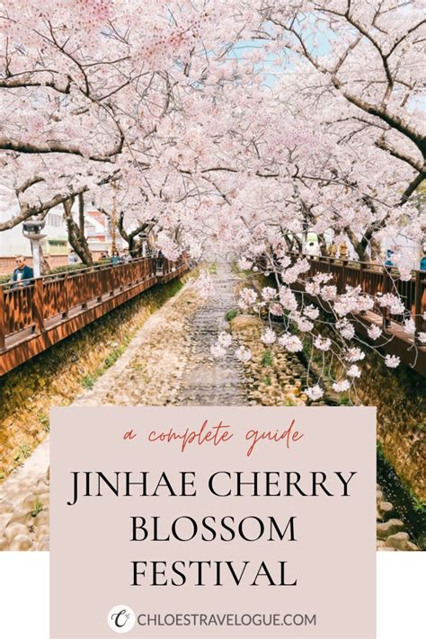 Jinhae Cherry Blossom Festival 2023 South Korea