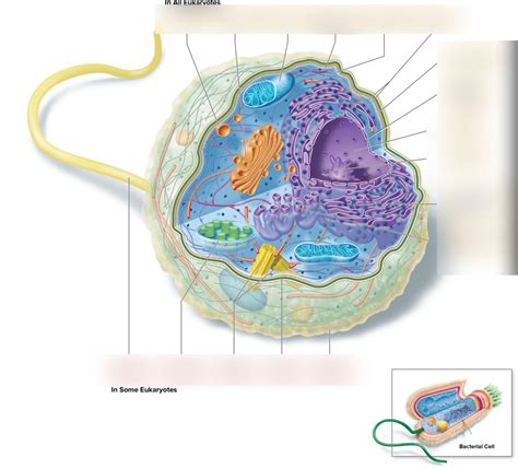 The Origin Of Eukaryotic Cells External Structure Diagram Quizlet