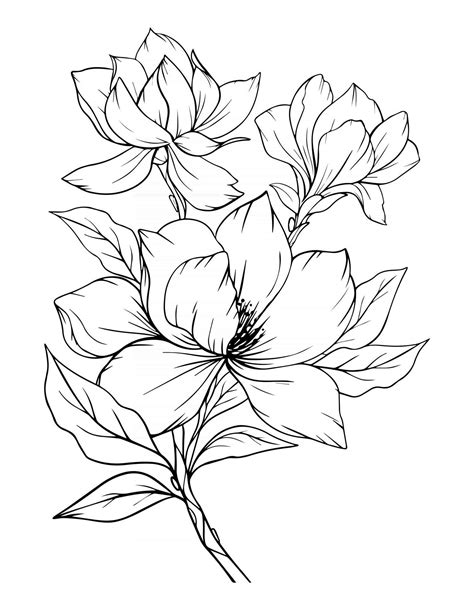 Magnolia Flor Contorno Magnolia Arte Lineal Dibujo Lineal 3325102