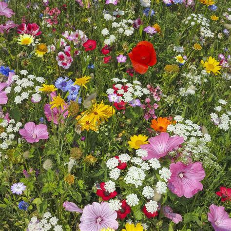 Hummingbird And Butterfly Wildflower Seed Mix 4 Oz Wild Flower Seed