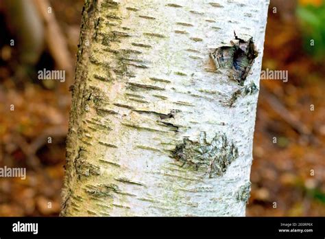 Close Up Of The Bark Of A Birch Tree Hi Res Stock Photography And