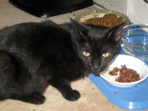 As per the journal of anatomy cats imitate human behavior. Black and Tabby, Kittens and Momcats, Ready to Go Home ...