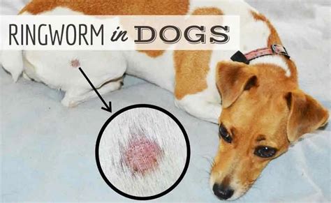 Ringworm In Dogs Signs Treatment And More Canine Journal