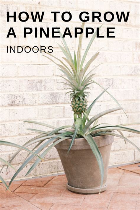 Learn How To Grow A Pineapple In A Container Indoors Follow These