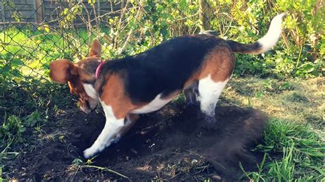 Puppy Digging In The Garden 29 Arnold The Beagle Youtube