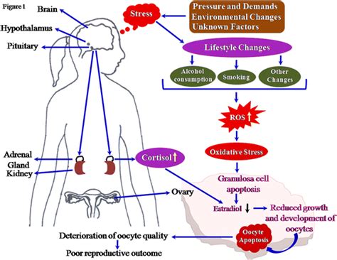 Impact Of Stress On Oocyte Quality And Reproductive Outcome Journal