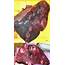 Liver Red Deer Hepatic Carcinoid A Surface Of The With 