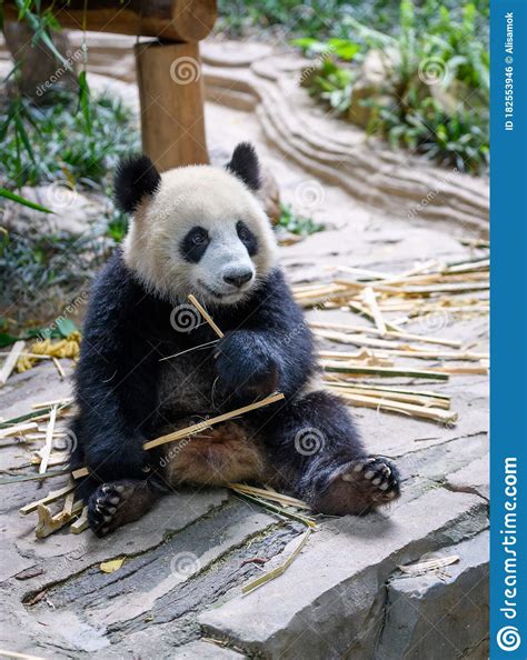 Cute Panda Sitting And Eating Bamboo Stock Photo Image Of Outdoors